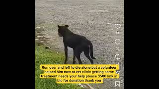 Emergency Run over and left to die alone but need your help please $500 link in bio to help