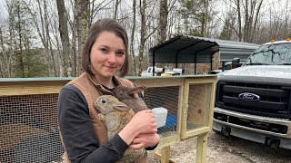 Rabbit Hutch Build | Silverfox Meat Rabbits