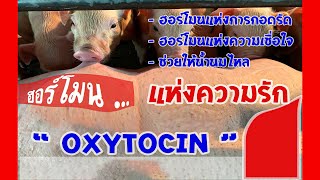 การใช้ โฮโมนลมเบ่ง oxytocin ในสุกร