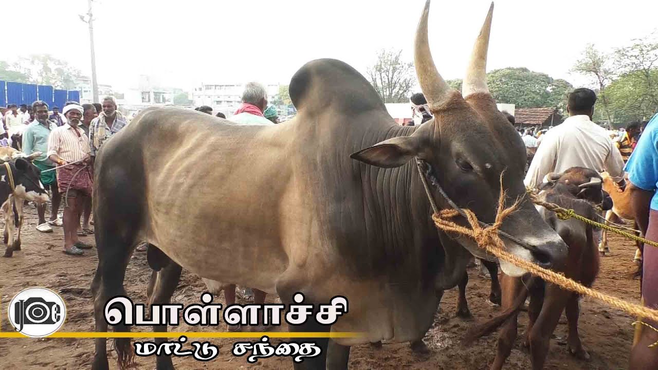Pollachi mattu santhai | பொள்ளாச்சி மாட்டு சந்தை
