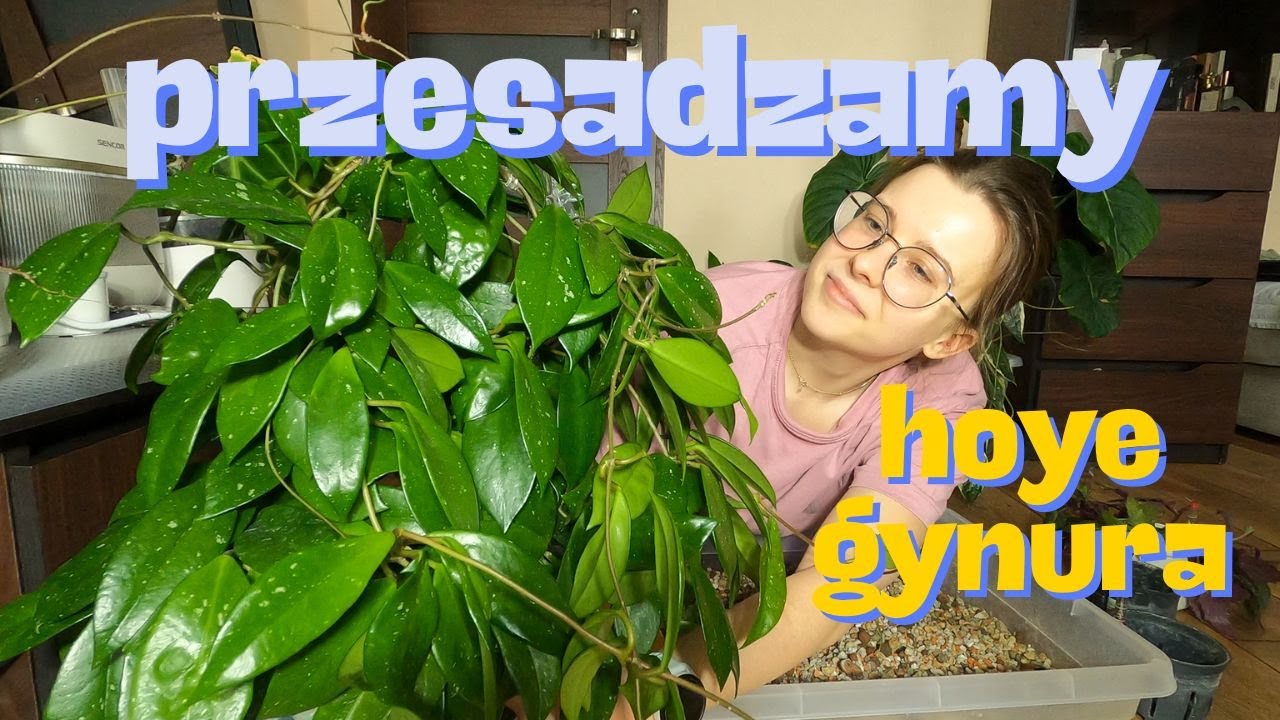 Porządków ciąg dalszy...przesadzanie! 🌱