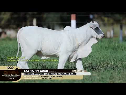 LOTE 1029   SASHA FIV XUAB   XUAB 1413 zap