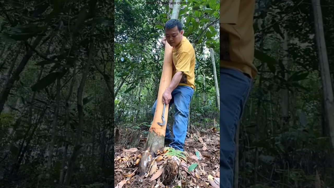 Not Just a Tree… It’s a Money Plant! 🌳💰 #shorts #shortsfeed