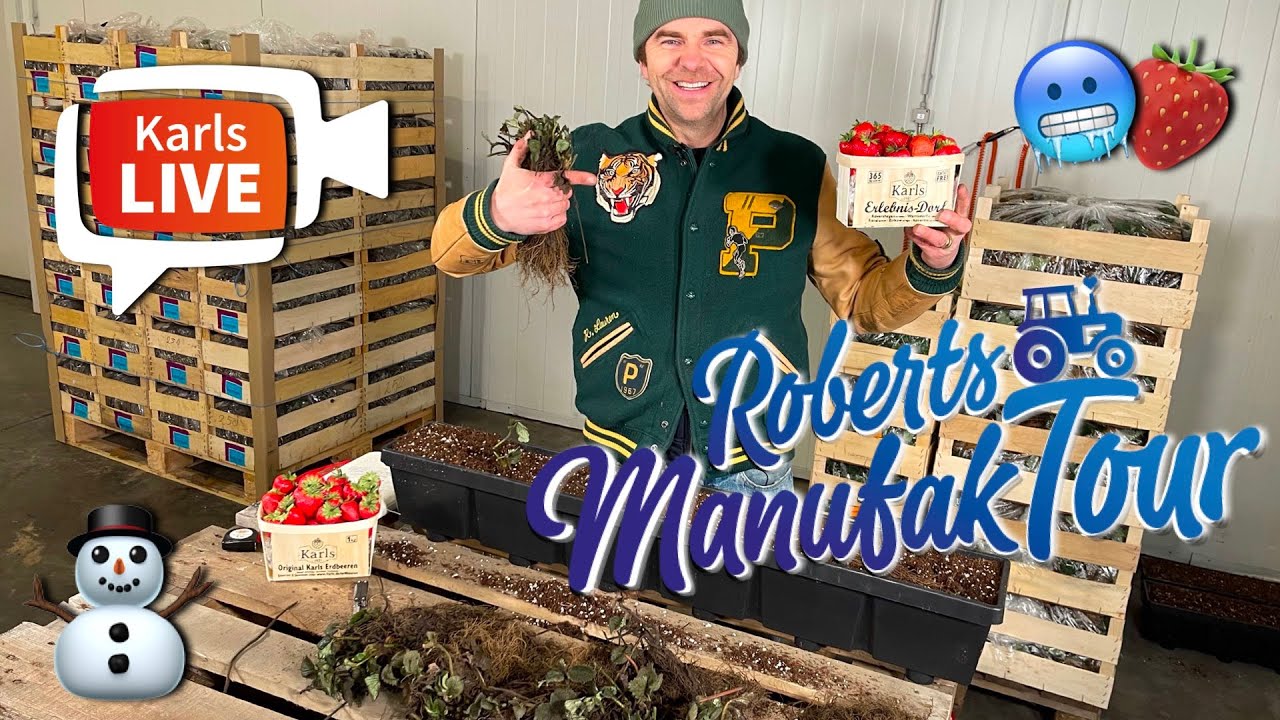 🍓Frigos erklärt von Robert Dahl bei Karls Live 🥶 Der Geheimtipp für