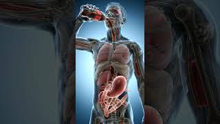 What Happens After Drinking Pepsi? 😱 | Realistic 3D Medical Animation | Shorts‎