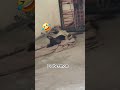 Doberman Funny Videos