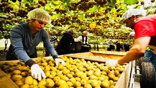 Exploring the Kiwi Fruit Farm: From Seed to Harvest by Tech Machine 932 views 2 weeks ago 5 minutes, 33 seconds