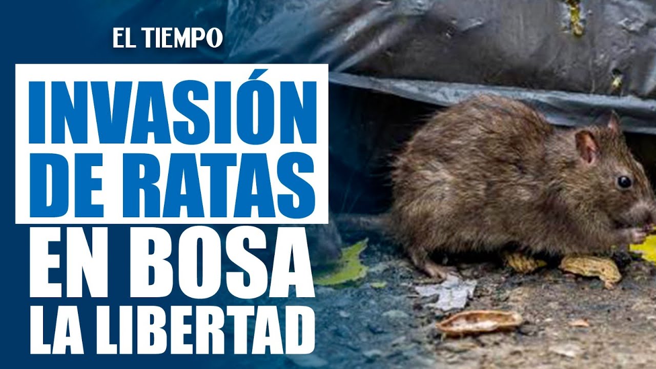 Invasión de ratas en La Libertad preocupa a vecinos y padres de familia ...