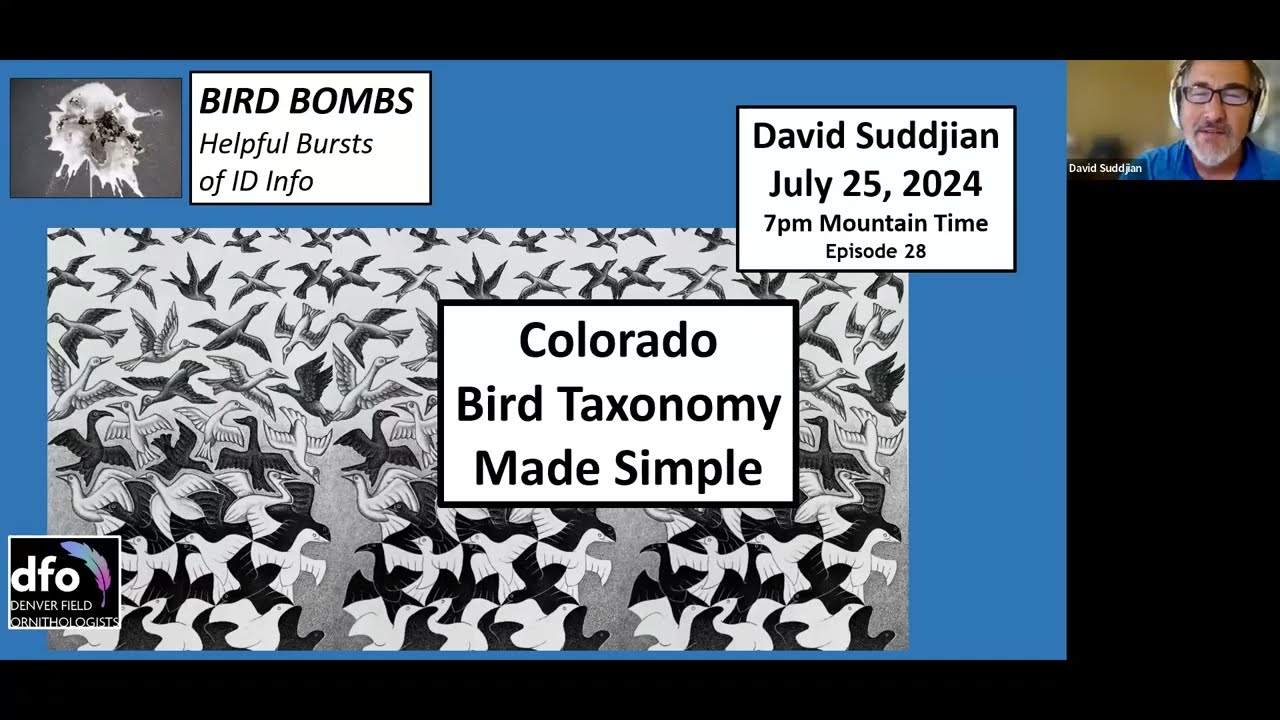 Bird Bombs: Colorado Bird Taxonomy Made Simple (JUL 2024)