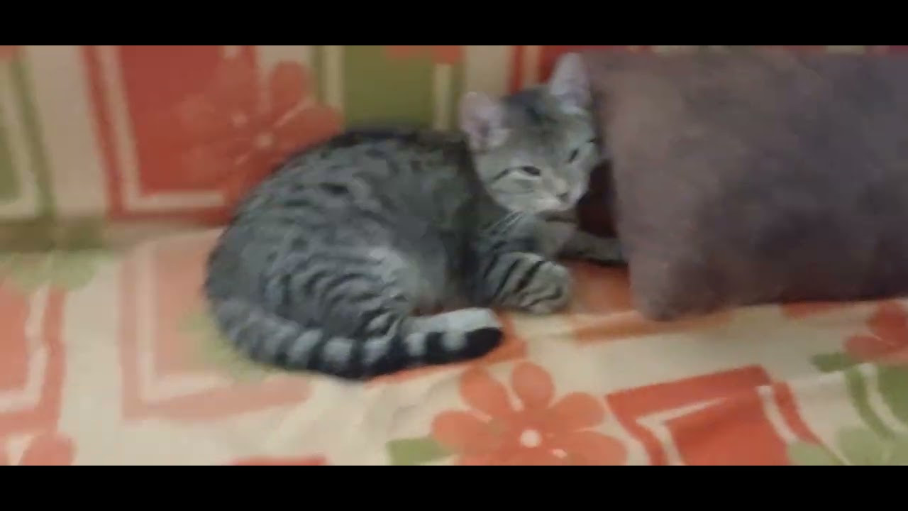 BU VİDEOMU İNŞALLAH GÖRÜRLER