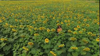 drone shooting of beautiful large sunflower field and young