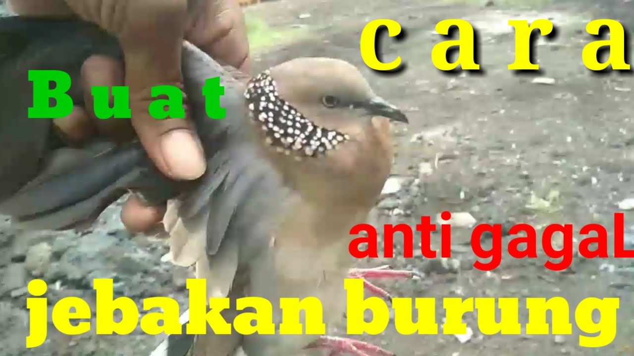 tutorial cara buat jebakan/jerat derkuku dan perkutut 