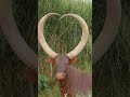 The Brown Watusi Ankole Cow Mbarara Uganda Shorts 