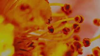 The Soft You Tread (Floral Ambient Installation) | B. C. Slumber