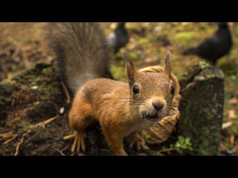 Видео: 5 серых белок спасены после того, как хвосты переплелись