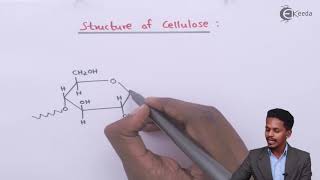 Structure of Cellulose - Biomolecules - Chemistry Class 12