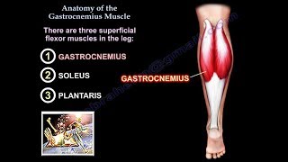 Medial músculo gastroc