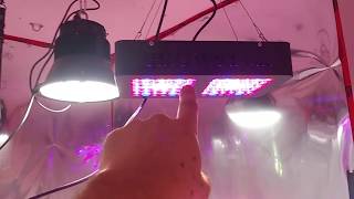 Urban Burner 21 only - new stuff happening in rooms 1&3 grow lights and seedsmanseeds and TNB!