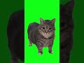 OIIA OIIA SPINNING CAT Cat Oiiaoiia Oiia Spinningcat Oia OIIA OIIA SPINNING CAT Cat Oiiaoiia Oiia Spinningcat Oia