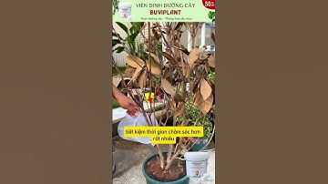 BUVIPLANT - SIÊU KÍCH RỄ, BUNG RỄ MẠNH, RA ĐỌT NHANH, XANH CÂY DẦY LÁ, PHỤC HỒI CÂY YẾU, CẢI TẠO ĐẤT