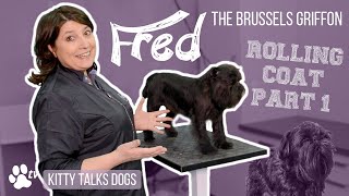 Rolling coat on Fred the Brussels Griffon  part 1 | Kitty Talks Dogs  TRANSGROOM