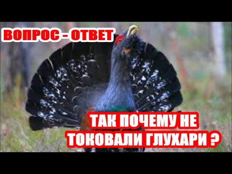 Видео: ПОЧЕМУ ГЛУХАРИ НЕ ТОКОВАЛИ ? ВОПРОС - ОТВЕТ.