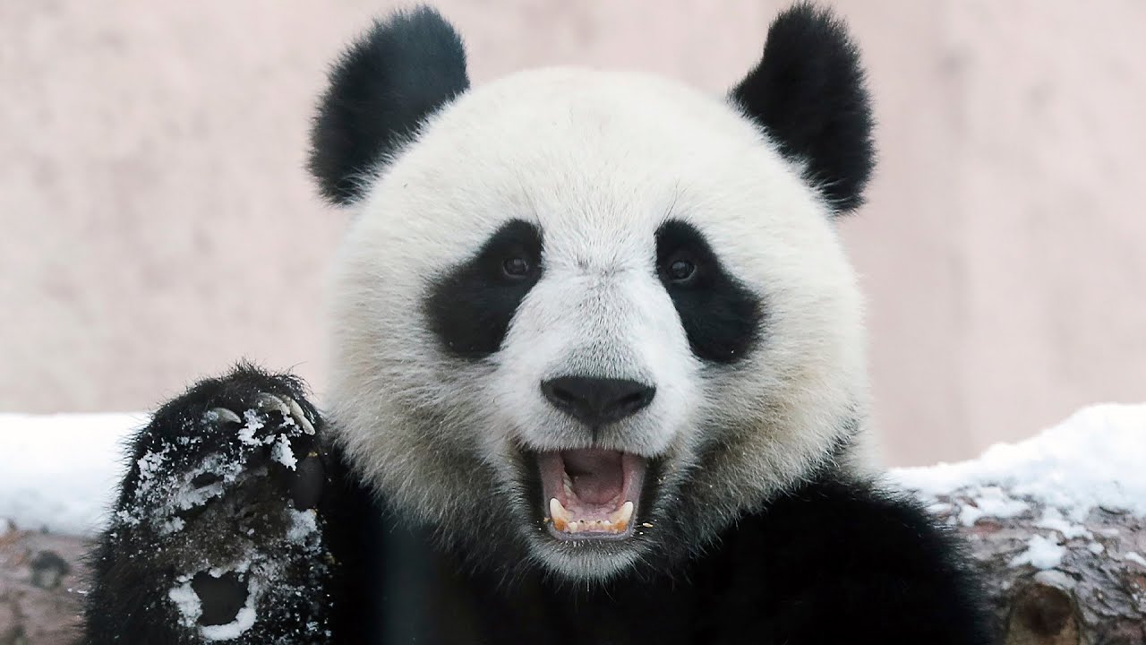 Большая панда катюша. Панда символ Китая. Панда в Московском зоопарке. Панда в Пекинском зоопарке. Новосибирский зоопарк Панда.