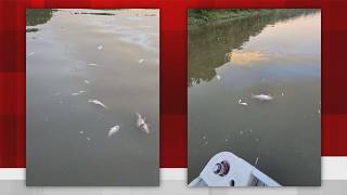 Dead fish discovered in Maumee River following liquid fertilizer spill in Henry County creek