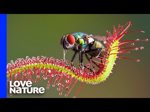 Vídeo: Os humanos podem comer sundews?