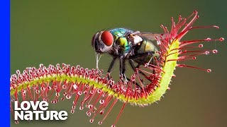 Meat-Eating Plants Straight Out Of Science Fiction