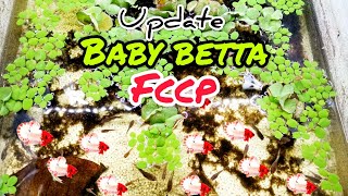 Update Anak2 Ikan Fccp Dan Imbellis Spade Tail.