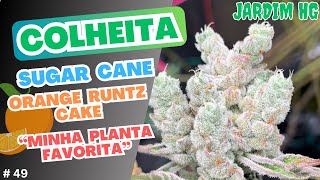 CANNABIS HARVEST - Sugar Cane, Orange Runtz Cake, Purple Banana Cream