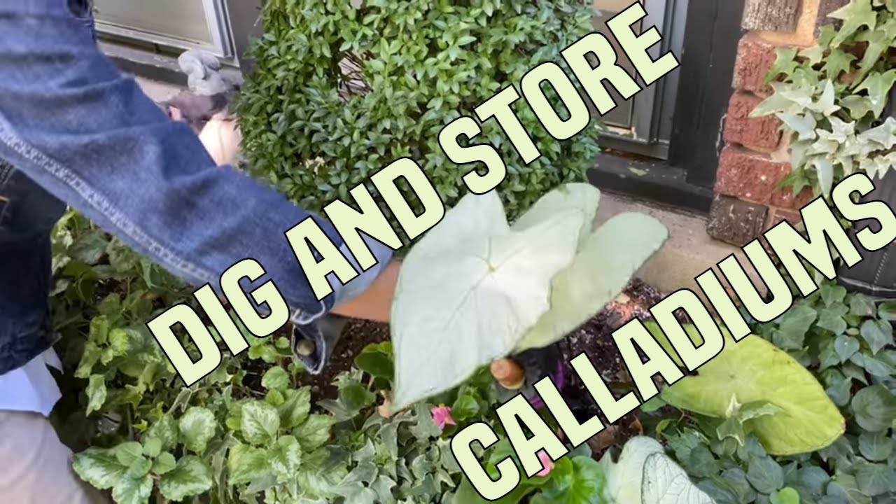 How I Dig and Store Caladiums YouTube