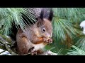 Белка|Какая бывает  окраска шерстки у белок?|Squirrel|What is the color of the coat in squirrels?