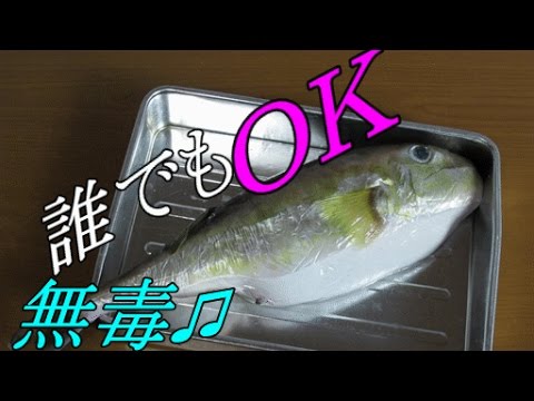 毒なし 白サバフグのさばき方 かねこの気まぐれクック５本目 Youtube