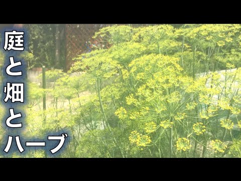 香りのガーデン失敗しない作り方 実践的なコツを園芸家が伝授