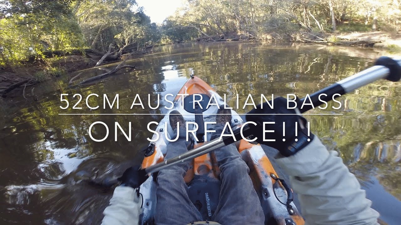 52CM Australian Bass Surface Fishing on Dragon Kayak. Kayak Fishing