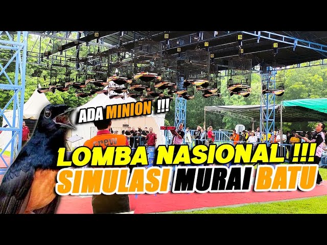 SIMULASI GANTANGAN LOMBA MURAI BATU 2024🔥🔥 class=