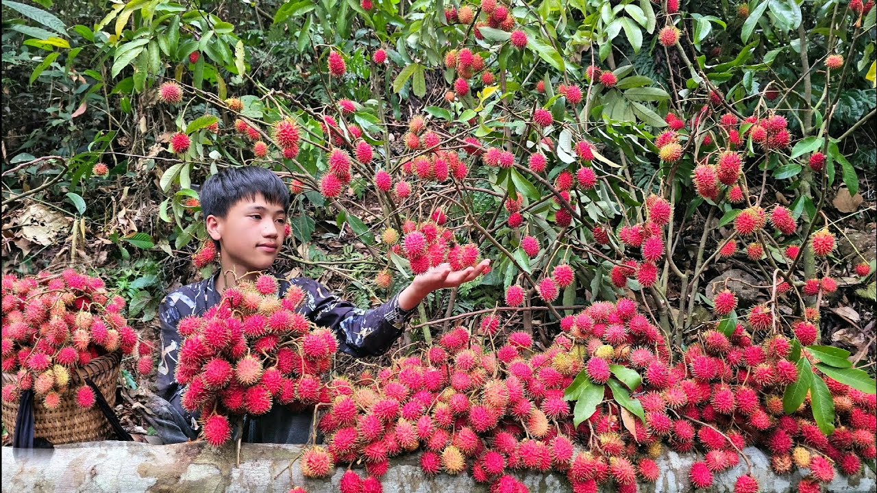 Nam's boy picks wild rambutan to sell - Beautiful fruit, very sweet, customers love to eat it