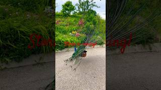 Wind Is Blowing As Storm Is Coming Peacocks Feathers Have Funny Shapes In The Wind