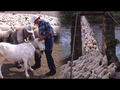 La CABAÑERA DE FANLO. Desplazamientos del ganado hacia la montaña | Oficios Perdidos | Documental