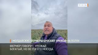 видео: Молдавские фермеры бросают урожай на полях картинка: Молдавские фермеры бросают урожай на полях