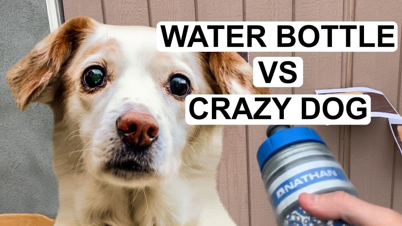 Using Water Bottles to Defend Against Dogs YouTube