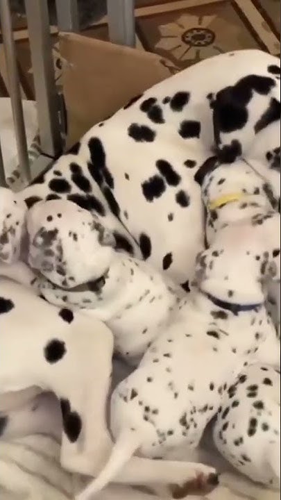 Long haired dalmatian puppies for sale near me