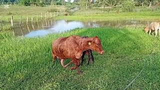 Cows and goats out in the same pasture