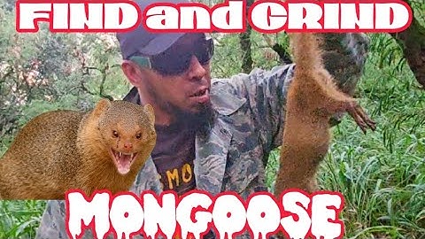 FIND and GRIND MONGOOSE