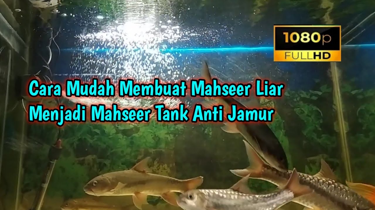Cara Mudah Membuat Mahseer Liar Menjadi Mahseer Tank Anti Jamur - YouTube