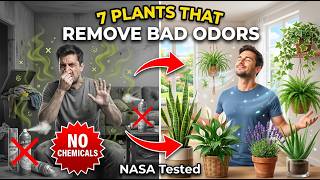 7 PLANTS THAT REMOVE BAD ODOR FROM YOUR HOME