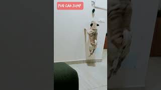 Pug can Jump and talk too #highjump #dancingdog #jump #talkingdog #motivation