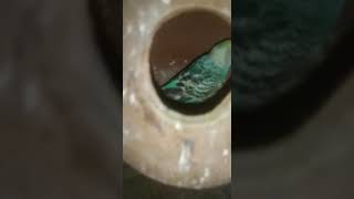 Australian Budgies Haris Hadi 92